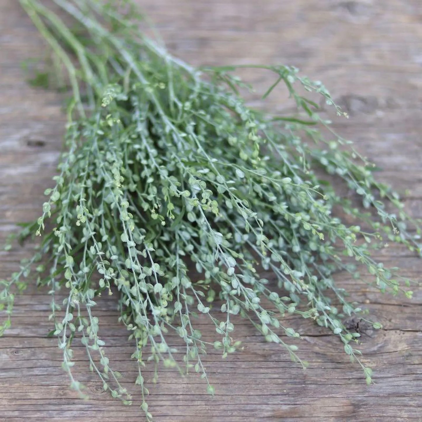 Cress